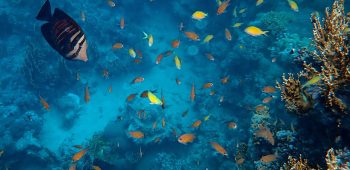 The beautiful fish swimming around corals under the sea